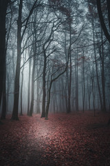 fog in the forest