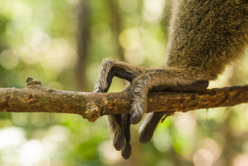 Doigts de Maki sur l'île de Mayotte