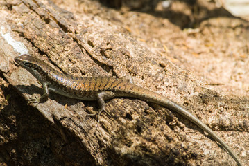 Scinque des Comores de Mayotte