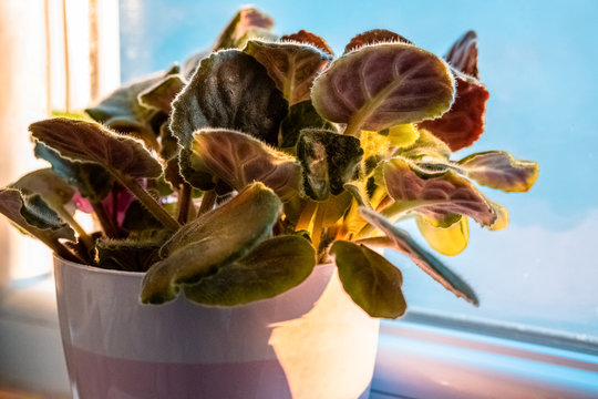 Green leaves of African violet plant in a pot on the windowsill
