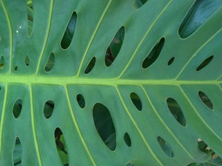 Fototapeta na wymiar Palm plant leaf with geometric oval holes in the leaf.