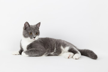 Funny gray kitten with white paws socks, isolate on a white background. The pet is watching and playing. Commercial sale, copy space.