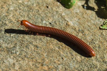 Une iule en balade à Mayotte.