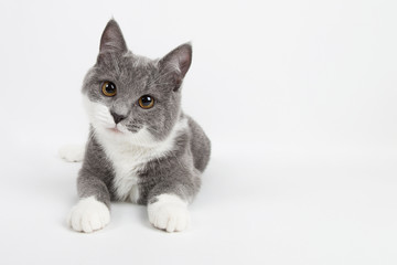 Funny gray kitten with white paws socks, isolate on a white background. The pet is watching and playing. Commercial sale, copy space.