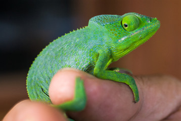 Petit caméléon, Mayotte