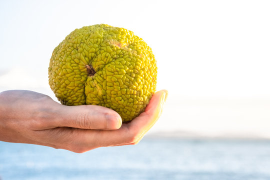 Hand holding a green fruit of Maclura pomifera, Osage orange, horse apple or adam apple