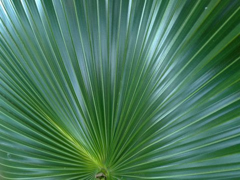 Palm plant with perfect straight lined leaves. © Sinemat