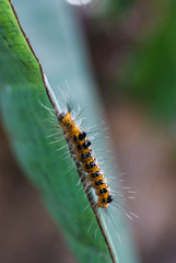 Chenille velue, Mayotte.