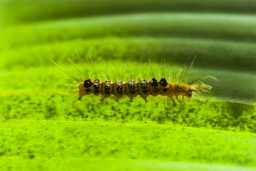 Chenille velue, Mayotte.