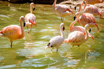 small group of flamingo close up