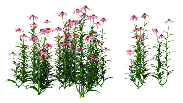 3D Rendering Cone Flowers on White