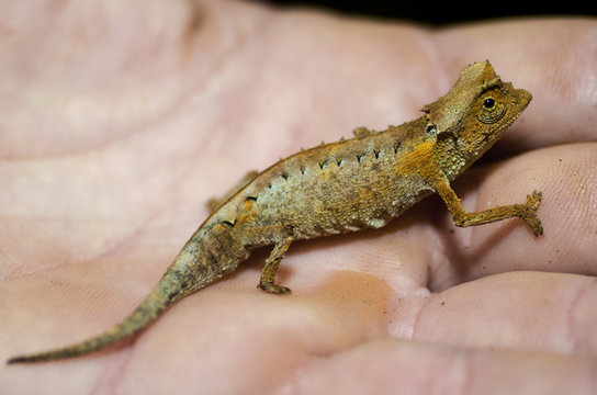 Cam&eacute;l&eacute;on Brookesia minima dans la r&eacute;serve de Lokobe &agrave; Nosy Be, Madagascar