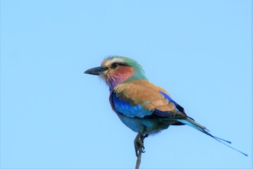 Fototapeta premium SONY DSC