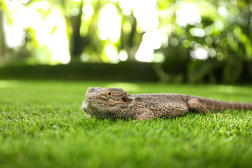 Bearded lizard (Pogona barbata) on green grass. Exotic pet