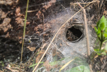 a small spider's which builds its web inside a hole on the ground is looking out