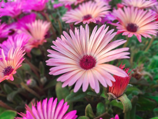 Obraz premium Pink Flower for Background Wallpapers for Mobile and Desktop