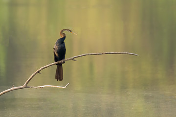Lone Oriental darter (Anhinga melanogaster), on a perch, above water.