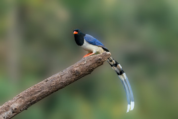 Lone Red-billed blue magpie (Urocissa erythroryncha), perched on the end of a tree log.