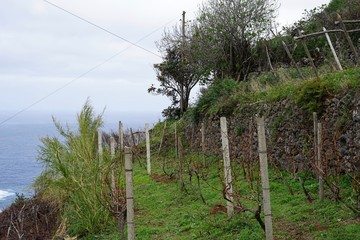 Kleiner Weingarten am Atlantik auf Madeira © Achim Wagner