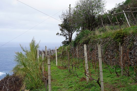 Kleiner Weingarten am Atlantik auf Madeira