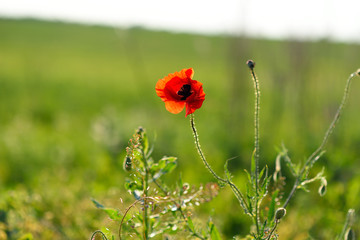 poppy