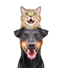 Portrait of funny cat Scottish Straight on the head dog breed Jagdterrier isolated on white background © sonsedskaya