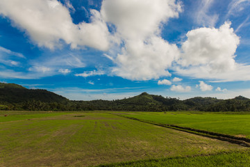 green rice field with mountains in the background and cloudly sky in El Nido, Phillipines