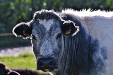 cow blanc blue belge in field