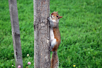 Curious cute red squirrel climbing the tree.