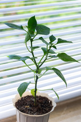 Nice papper sprouts, seedlings growing in flower pot on window sill with jalousie