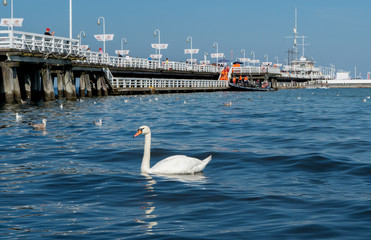 Sopot city, Poland. Bay of Gdansk, white wooden pier and flock of swans on beach