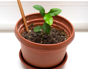 sprout of a home flower in a brown pot on the windowsill.