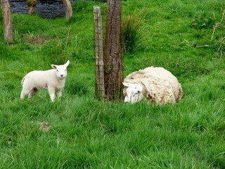 Obraz premium sheep with lamb in field
