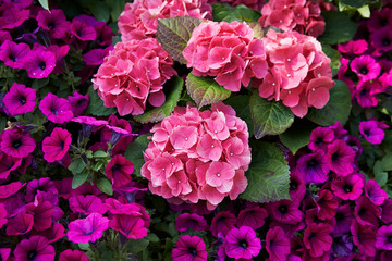 Pink hydrangea and morning glory 