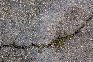 Old dirty rough asphalt pavement with a crack running through it with plants, grass, moss and lichen growing