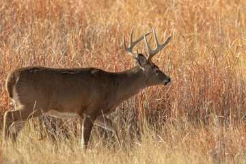 Buck Whitetail Deer in the Rut in Colorado in Fall