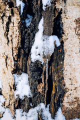 Icy little stalactite outdoors in nature on an overhang near stones.