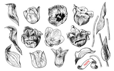 .A collection of tulip's sketches.Graphic design elements. Vintage vector   tulips, stems and leaves.     Black and white illustration in the style of engraving.