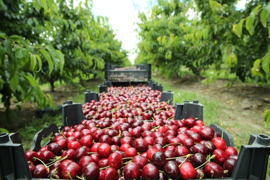 Cherry Picking Images – Browse 19,807 Stock Photos, Vectors, and Video