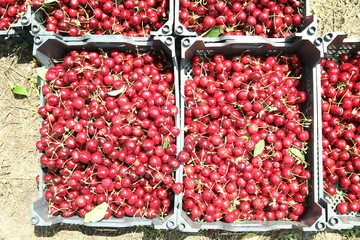 Freshly picked cherries in trays ready for the market . Plastik Ripe cherries in crates .