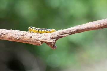 Caterpillar perched on a branch, a butterfly caterpillars before.