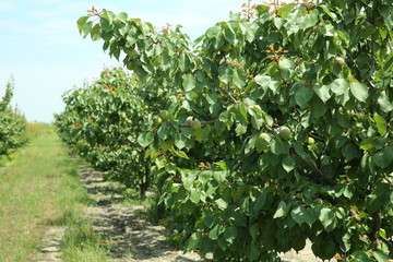 Fototapeta na wymiar Peach farm in early summer . Unripe peach . Peach tree, branch with small immature peaches .