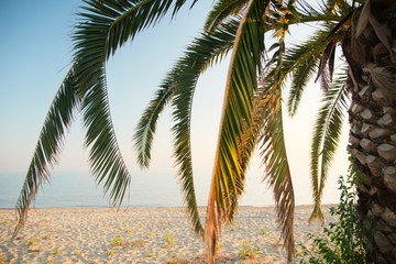 palm tree with fronds in a summer beach in an area in Greece  Chalkidiki