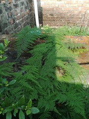 fern in forest