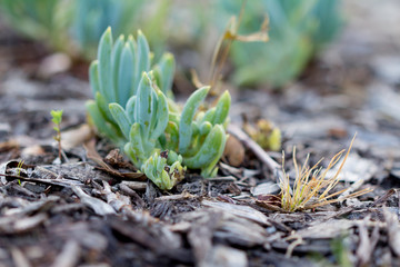 The cactus, tree ornament, Close up of green plants in the garden, selective focus.