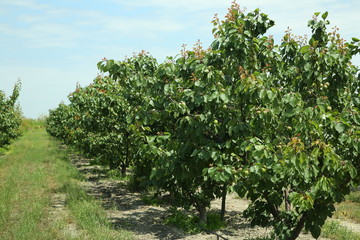 Fototapeta na wymiar Peach farm in early summer . Unripe peach . Peach tree, branch with small immature peaches .