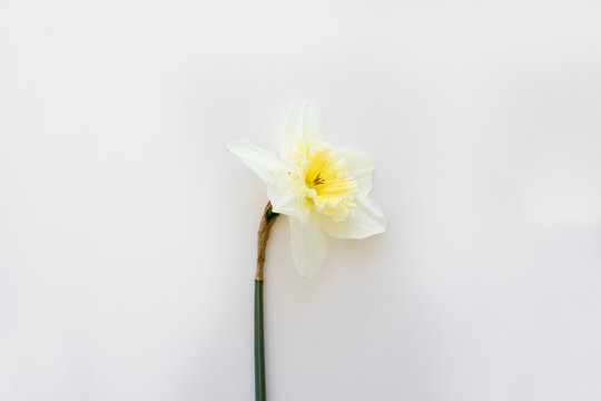 Narciso blanco natural sobre fondo blanco