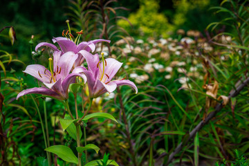 Obraz premium Beautiful colored spring flowers blurred background