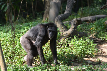 Chimpanzee, a kind of apes