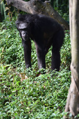 Chimpanzee, a kind of apes